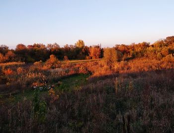 Trees on field against clear sky during autumn