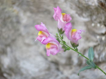 Close-up of pink flowering plant