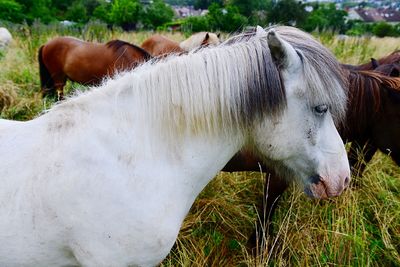 View of horse on field