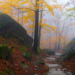 Trees in forest during autumn