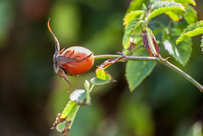 Close-up of insect on plant