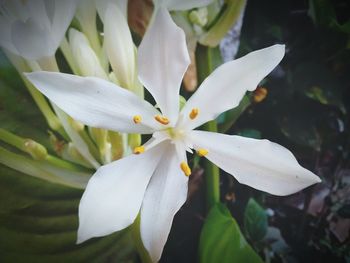 Close-up of white flower