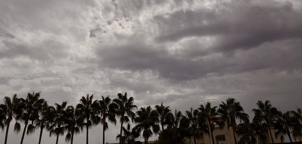 Low angle view of palm trees against sky