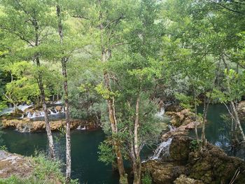 Scenic view of forest