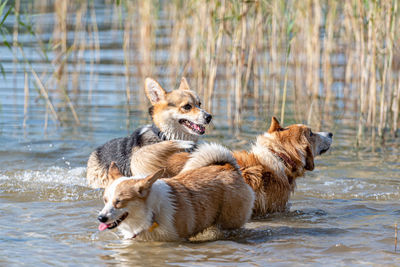 Two dogs in water