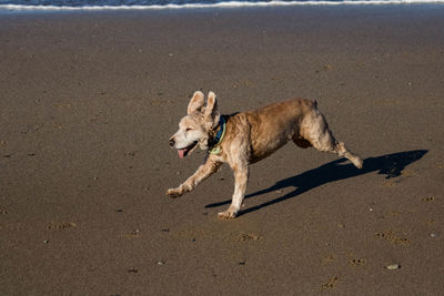 Dog running on sand at beach