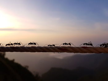 Birds perching on power line