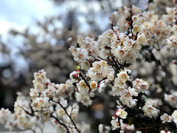 Close-up of cherry blossom