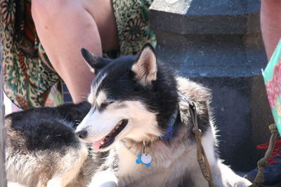 Close-up of person with dog