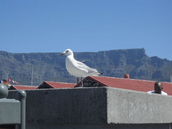 Seagull perching on retaining wall against clear sky