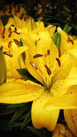 Close-up of yellow lily blooming outdoors