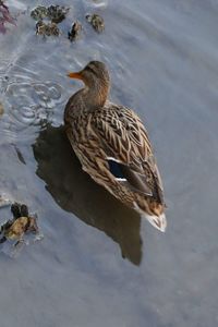 High angle view of mallard duck swimming in lake