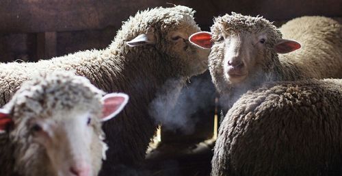 Group of sheep on the ground