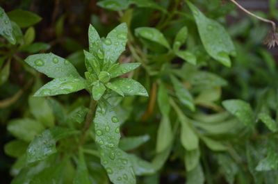 High angle view of water drops on plant