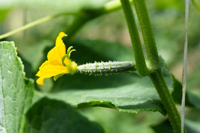 Close-up of yellow flowering plant