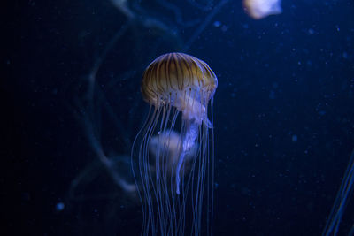 Close-up of jellyfish swimming in a deep blue sea