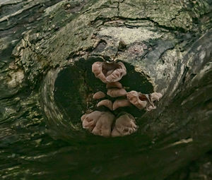Close-up of toy on tree trunk