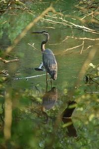 High angle view of gray heron perching on lake