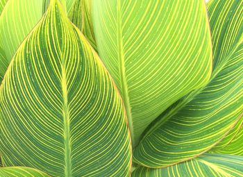 Full frame shot of leaves