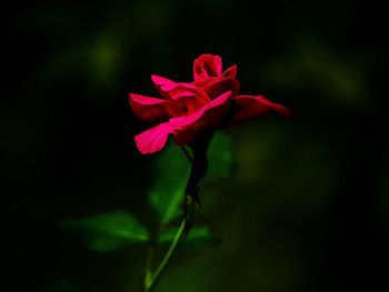 Close-up of red flower blooming outdoors