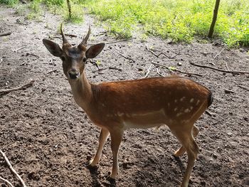 Portrait of deer standing on field