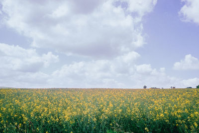 Scenic view of oilseed rape field against sky