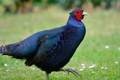 Side view of a melanistic pheasant 