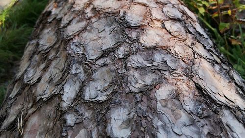 Close-up of tree trunk