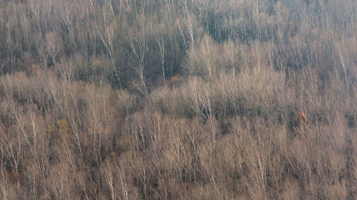 Full frame shot of trees on field