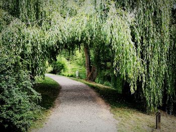 Empty road along trees