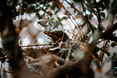 Low angle view of bird perching on tree