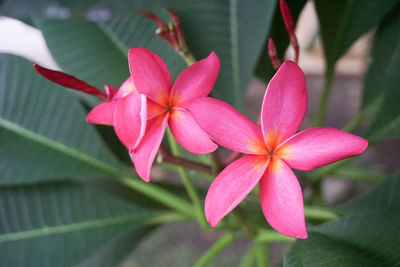 Close-up of frangipani blooming outdoors