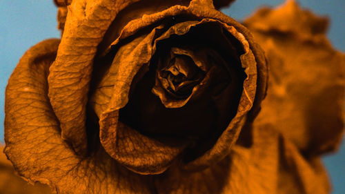 Close-up of wilted flower