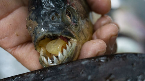 Close-up of person holding ice cream