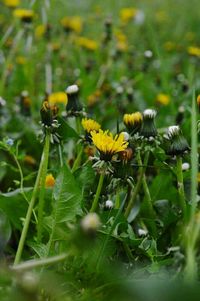 Close-up of flowers blooming in field