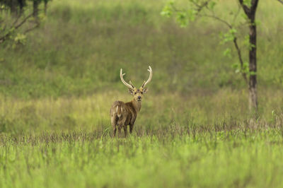 Deer on a field