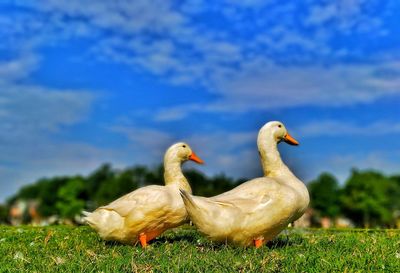 Close-up of swan on field against sky