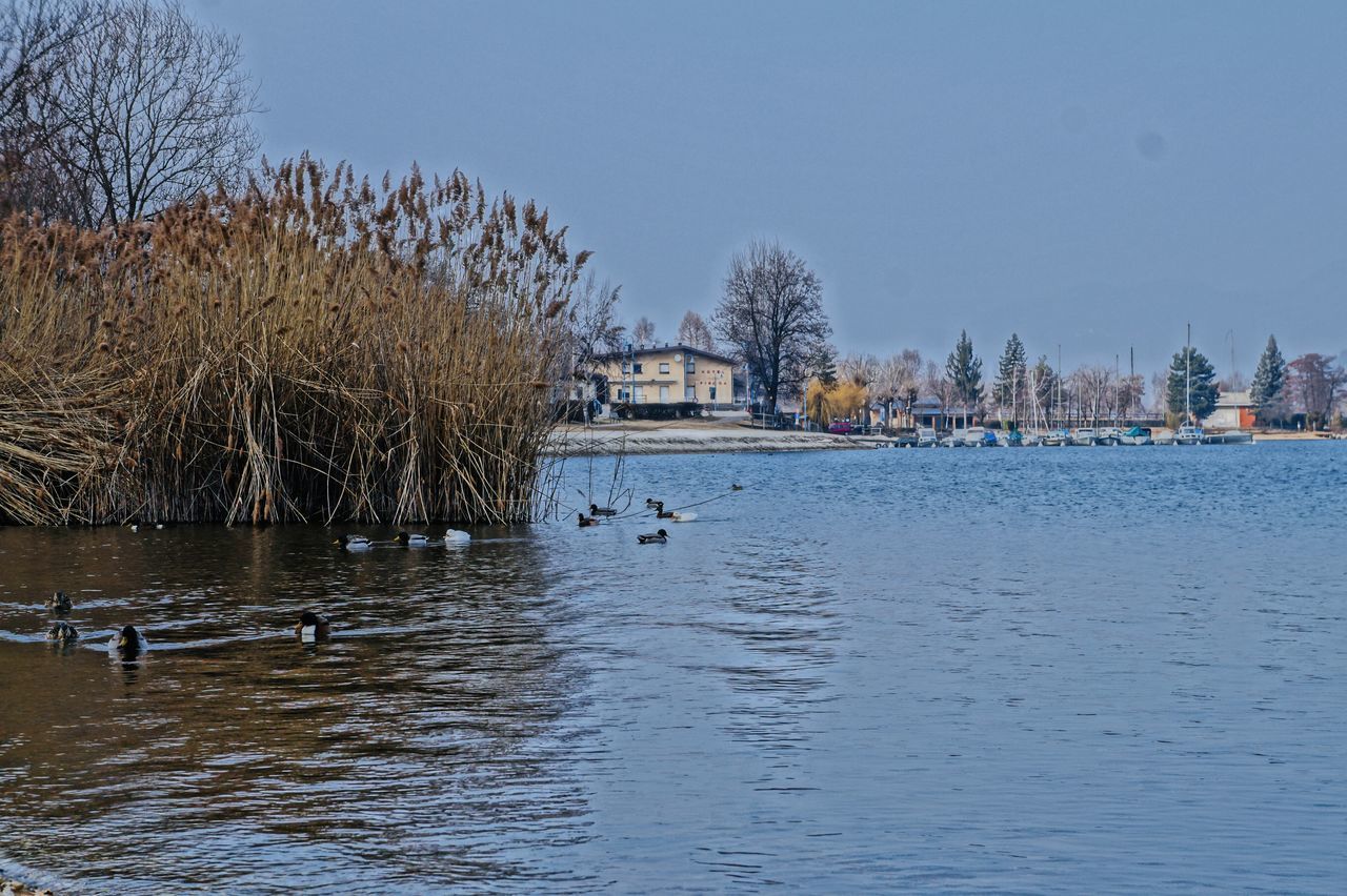 VIEW OF BIRDS IN LAKE