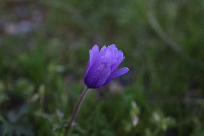 Close-up of purple crocus flower