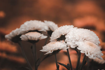 Close-up of white flowering plant