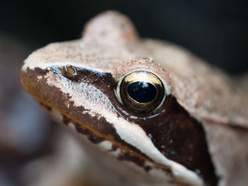 Close-up of lizard