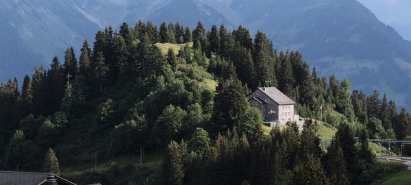 Panoramic view of pine trees and mountains against sky