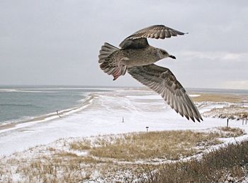 Seagull flying over beach st chatham, cape cod