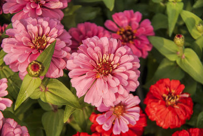 Close-up of pink flowering plants