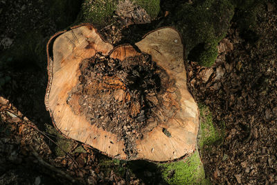 High angle view of tree stump on field