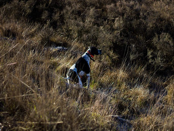 Pointer, black and white hunting dog in the field