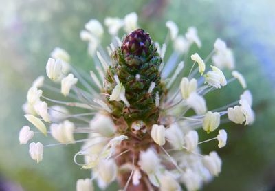 Close-up of white flowering plant