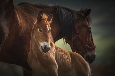 A couple of horses in a great light.