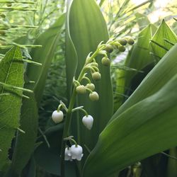 Close-up of plants