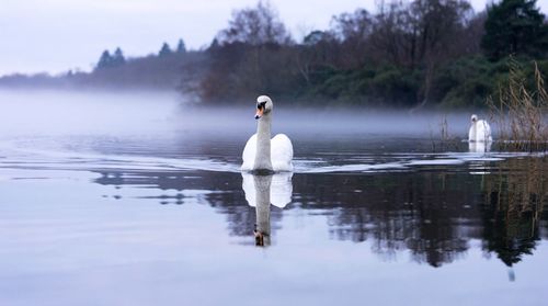 Swan floating on lake against sky